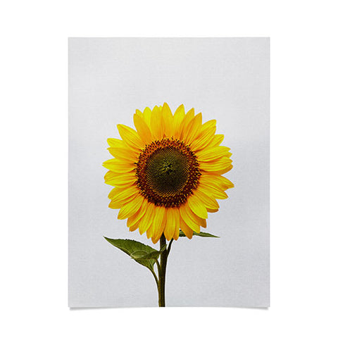 Orara Studio Sunflower Still Life Poster