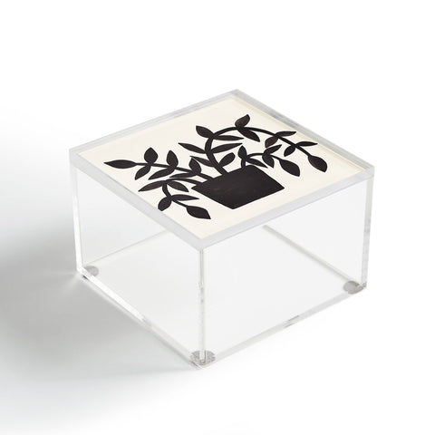 Pauline Stanley Black Painted Plant Acrylic Box