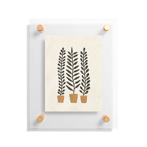 Pauline Stanley Potted Ferns Black Terracotta Floating Acrylic Print