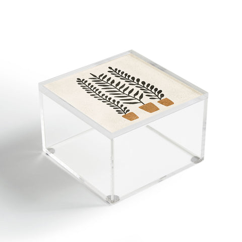 Pauline Stanley Potted Ferns Black Terracotta Acrylic Box