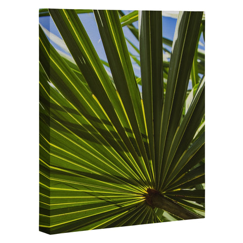 PI Photography and Designs Wide Palm Leaves Art Canvas