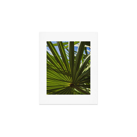 PI Photography and Designs Wide Palm Leaves Art Print