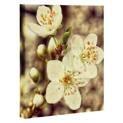 Shannon Clark Blossoms 3 Art Canvas