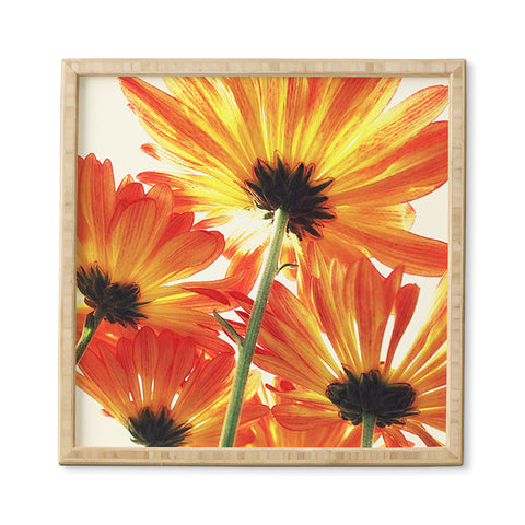 Shannon Clark Orange Daisies Framed Wall Art
