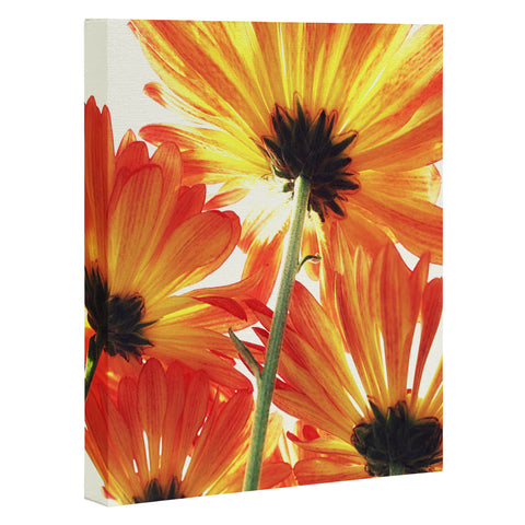 Shannon Clark Orange Daisies Art Canvas