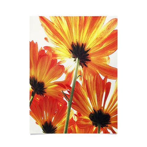 Shannon Clark Orange Daisies Poster