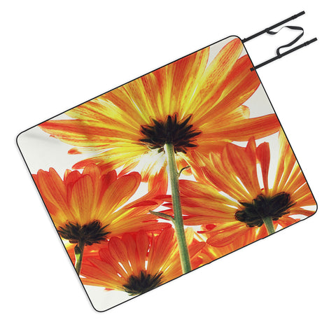 Shannon Clark Orange Daisies Picnic Blanket