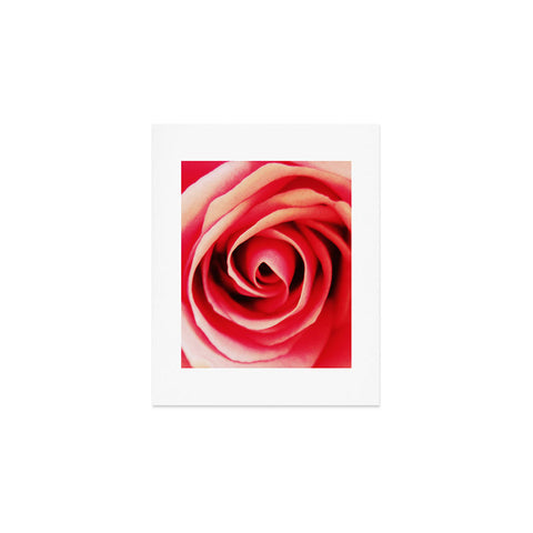 Shannon Clark Pink Rose 2 Art Print