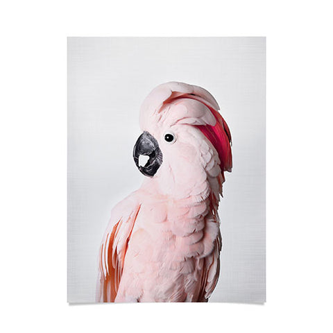 Sisi and Seb Pink Cockatoo Poster